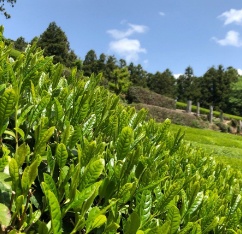 茶畑の様子