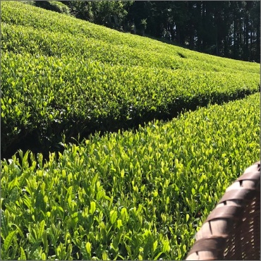 伊達茶が仕上がるまで