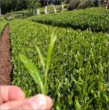 伊達茶が仕上がるまで