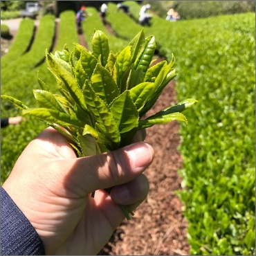 伊達茶が仕上がるまで