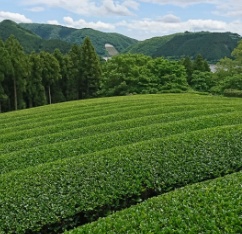 茶畑の様子