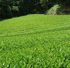 茶畑の様子
