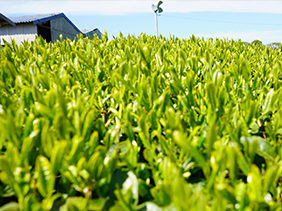 駿河湾と生産者の土づくりに育まれた茶の芽