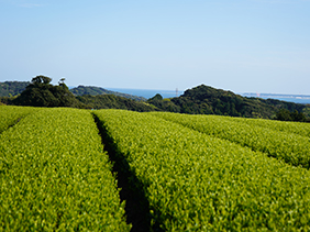 茶の樹の延長線に駿河湾の水平線