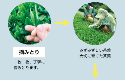 こだわりのお茶を求めて