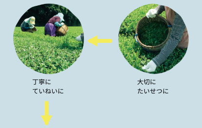 こだわりのお茶を求めて